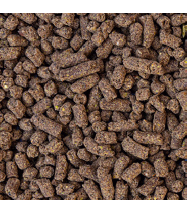 Aveve Linex Plus – Kornfrit hestefoder med hørfrø & stabil energi | HesteGrovvaren