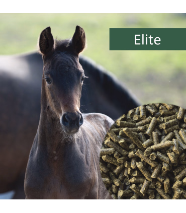 HorsePro Elite – alsidigt kornfrit foder til alle hestetyper