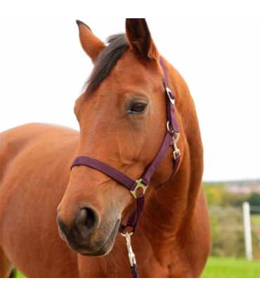 Kerbl Grime Hippo Aubergine -  Rideudstyr - HesteGrovvaren