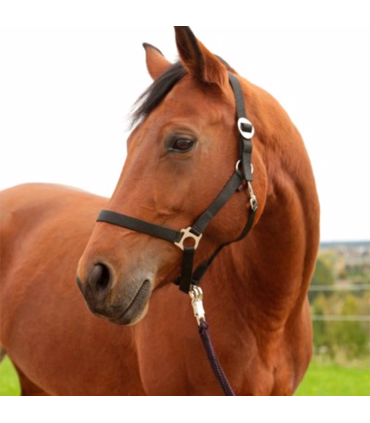 Kerbl Grime Hippo Sort -  Rideudstyr - HesteGrovvaren