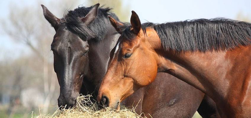 Diarré hos heste – et udbredt problem
