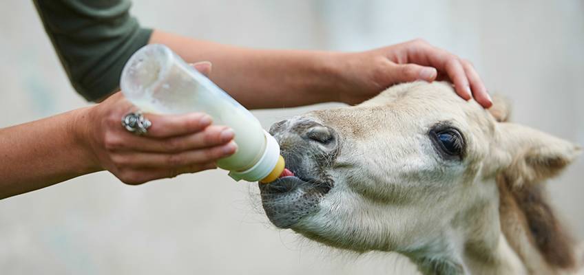 Døgnservice på Foal Fist Aid Kit SOS kit og  Foalmilk+