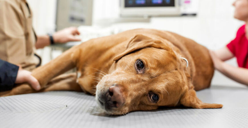 Nikotinforgiftning hos Hund – Hvad Du Skal Vide for at Beskytte Dit Kæledyr