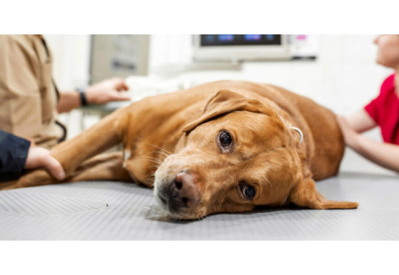 Nikotinforgiftning hos Hund – Hvad Du Skal Vide for at Beskytte Dit Kæledyr