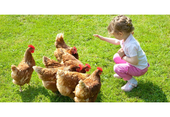 Høns, børn og gode æg: En guide til det bedste foder