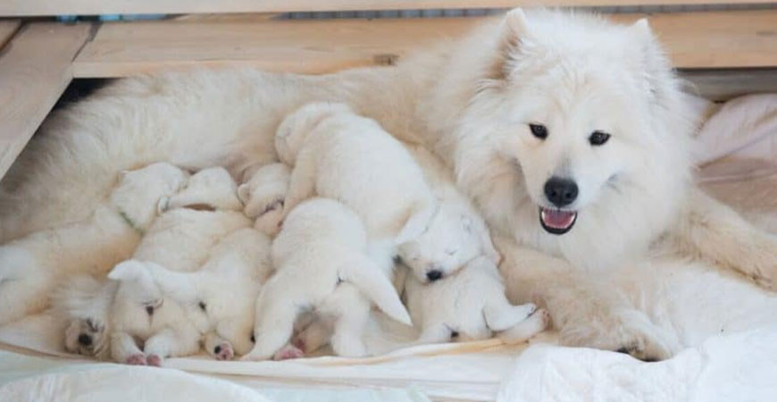 Skal din hund have hvalpe?