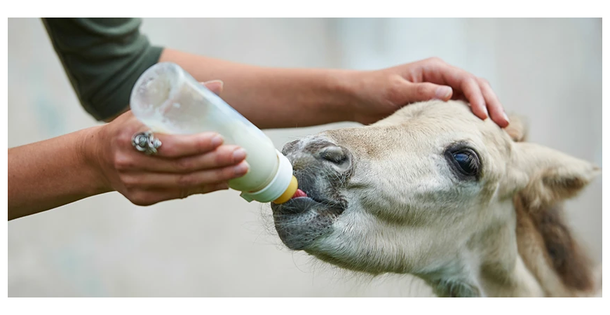 Døgnservice på Foal Fist Aid Kit SOS kit og  Foalmilk+