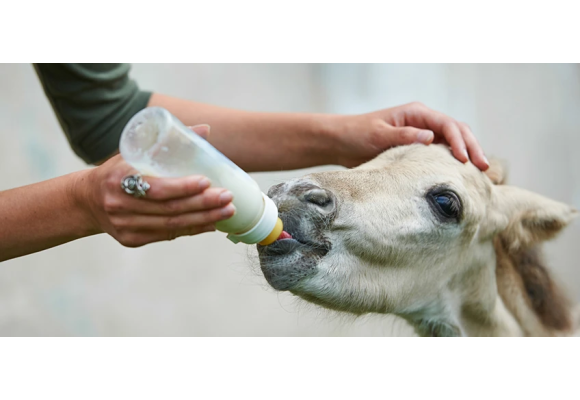 Døgnservice på Foal Fist Aid Kit SOS kit og  Foalmilk+