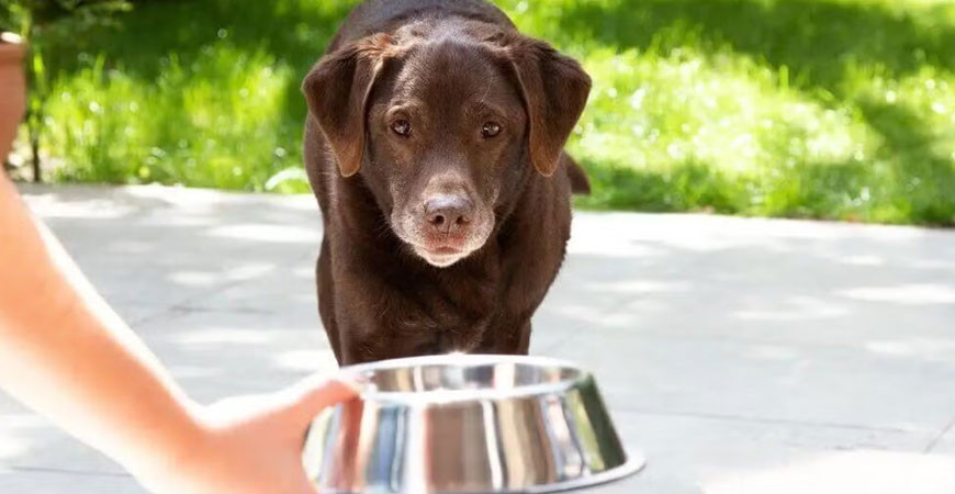 Overvægt hos hunde