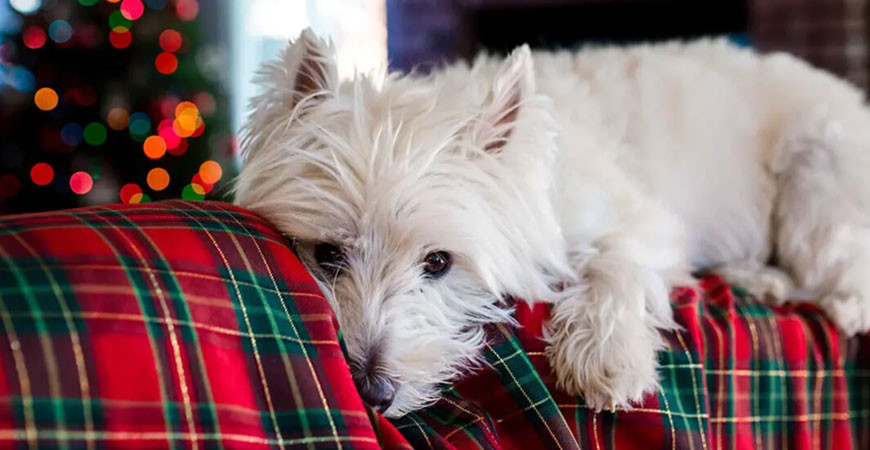 Derfor skal du ikke give julemad til din hund