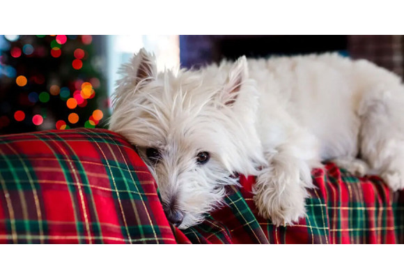 Derfor skal du ikke give julemad til din hund