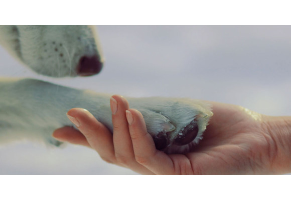 Pas på hundens poter om vinteren