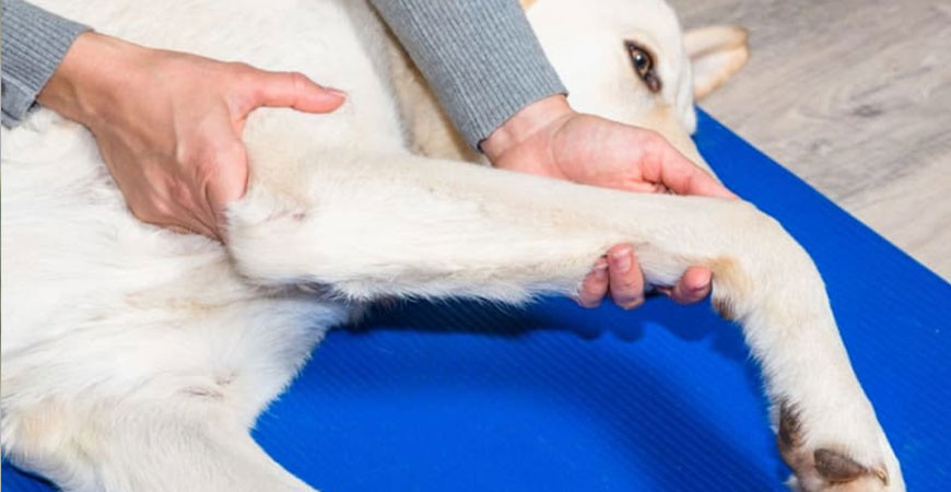 Ledproblemer hos hunde: Årsager, symptomer og behandling