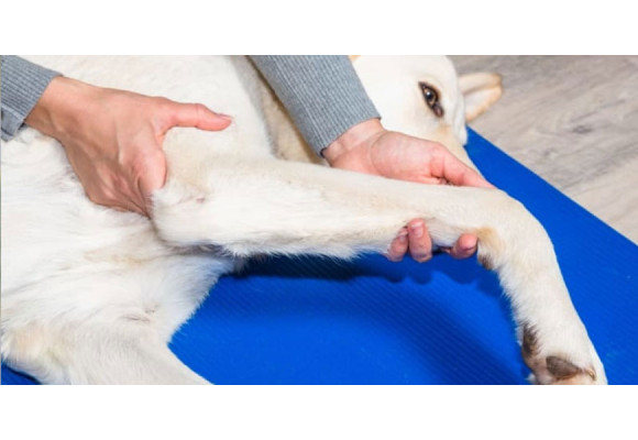 Ledproblemer hos hunde: Årsager, symptomer og behandling